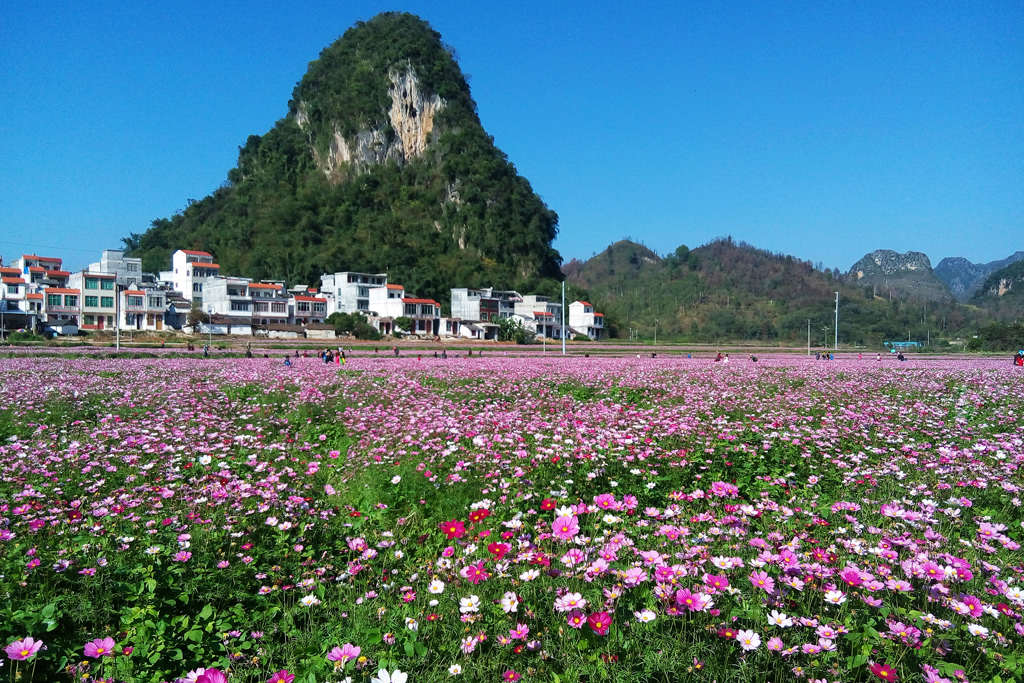 草绿花红 摄影 桃花江