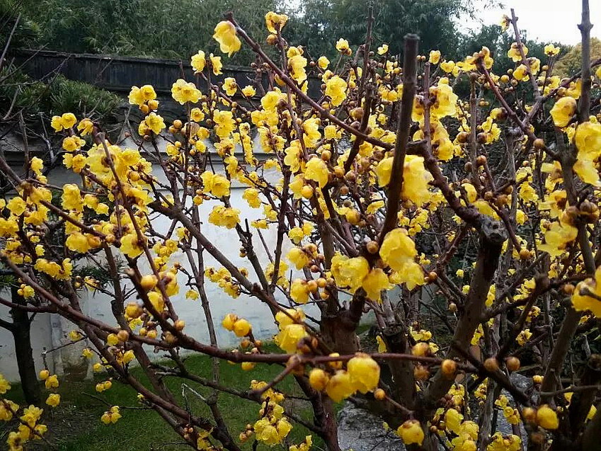 古漪园里腊梅香 摄影 夜雨听蕉