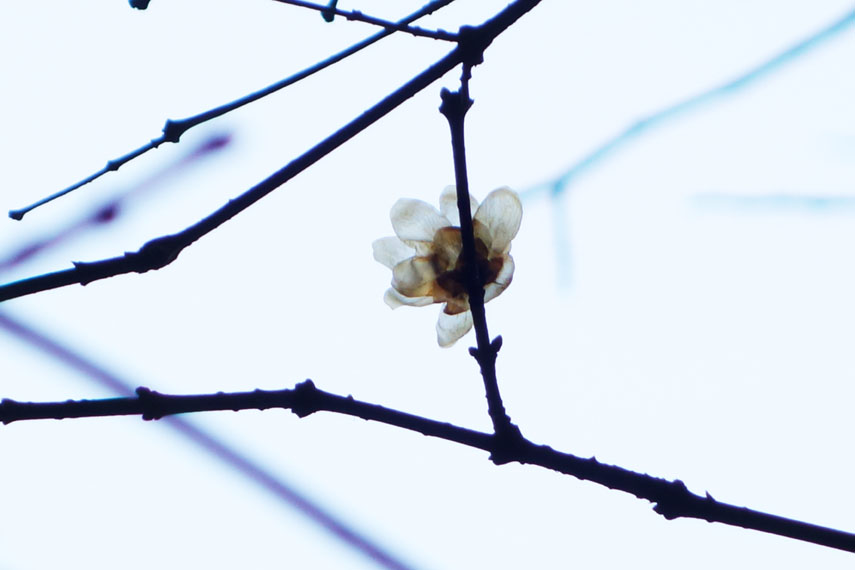 疏影横斜暗香浮（无剪裁） 摄影 快乐瞬间