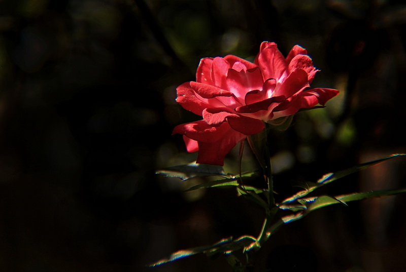 冬暖花开 摄影 青青梧桐树