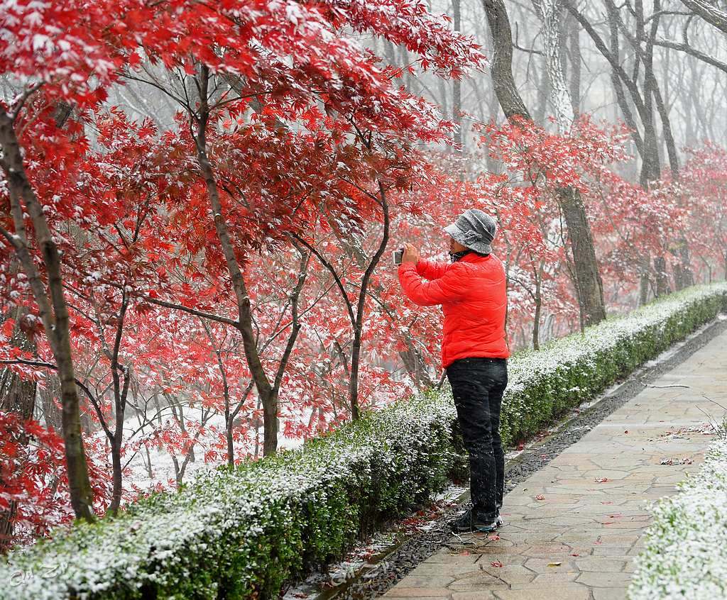 青岛的雪中随拍 摄影 qdzp