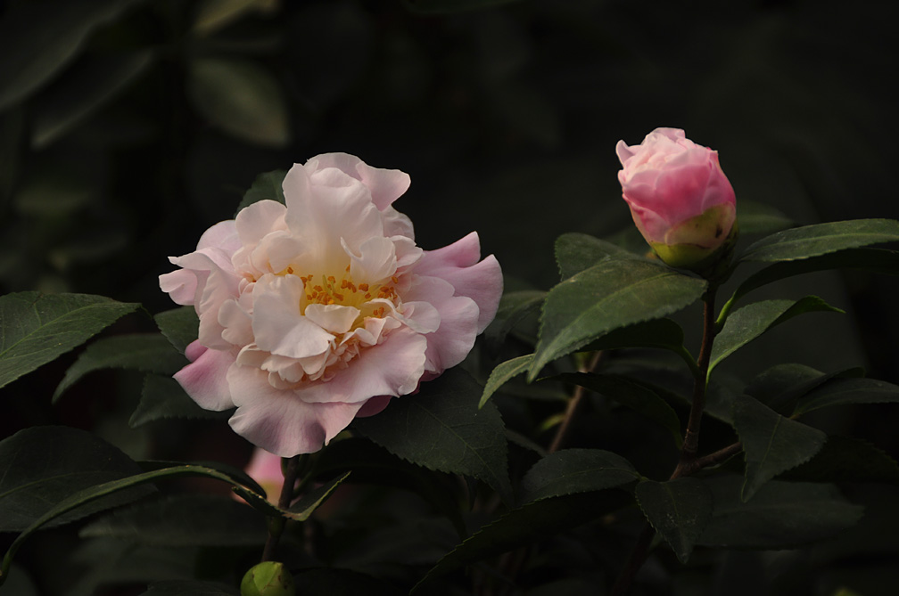 茶花 摄影 秦汉