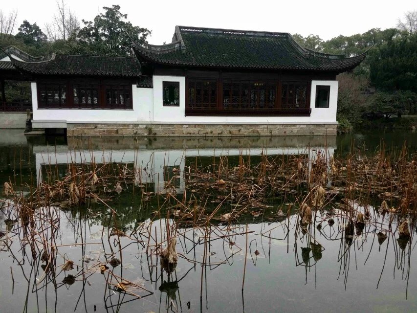 冬天的荷花 摄影 夜雨听蕉