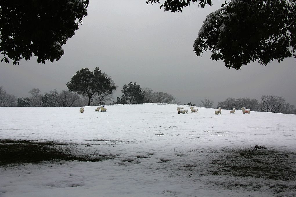 湿地雪韵 （点大图） 摄影 金玉满堂