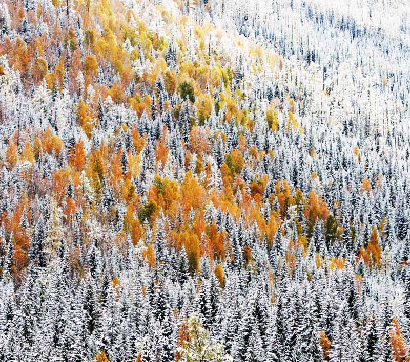 雪松 摄影 牟墉