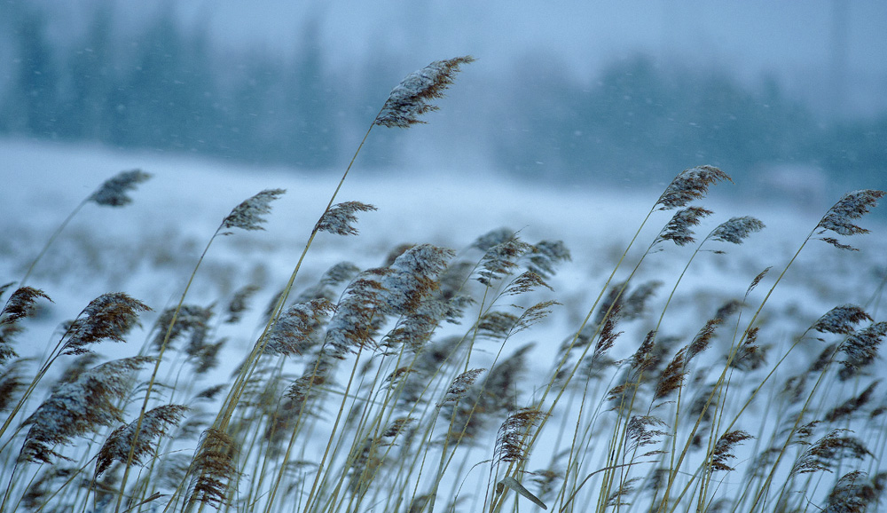 苇塘听雪 摄影 淮上老兵