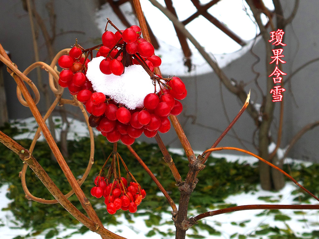 琼果含雪 摄影 晓南