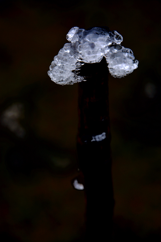 “鸡棕 ” 雪地遗珠8 摄影 杏花春语江南