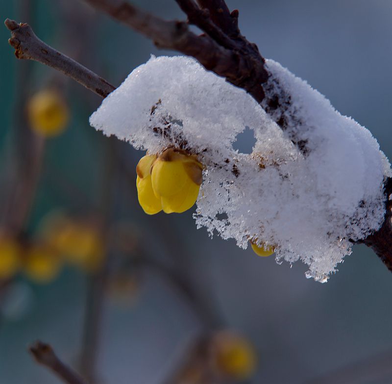 雪压梅花 摄影 偶遇訫靘