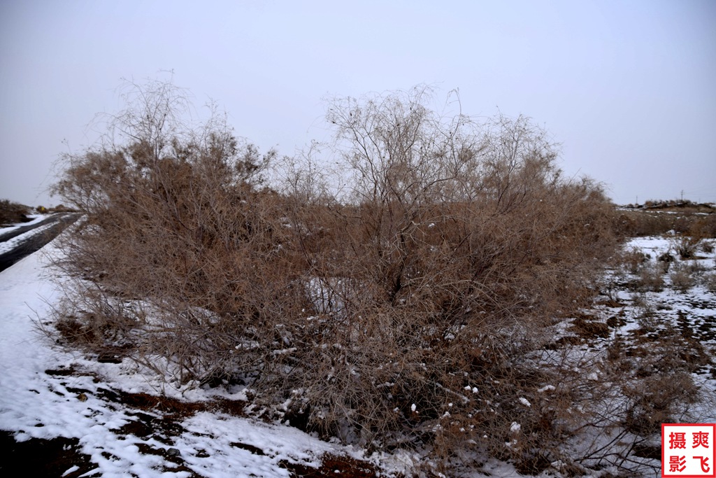 红柳缀雪傲寒冬02 摄影 爽飞