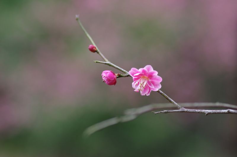 梅花 摄影 如水闲情