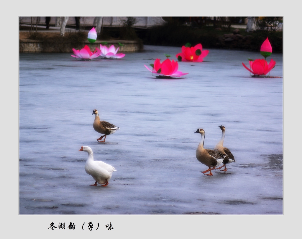 冻湖韵（孕）味 摄影 三原老猫