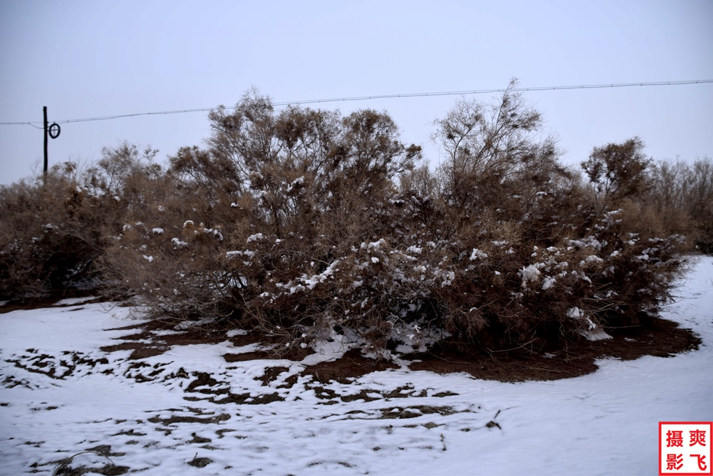 红柳缀雪傲寒冬06 摄影 爽飞