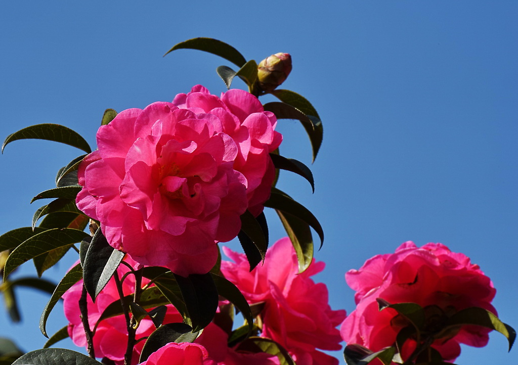 茶花。。 摄影 阿鹏哥