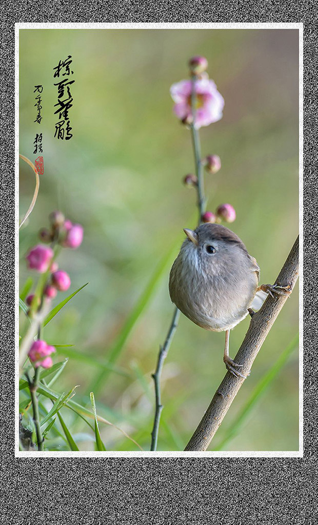 花鸟图——祝老师们元宵节愉快 摄影 张学武