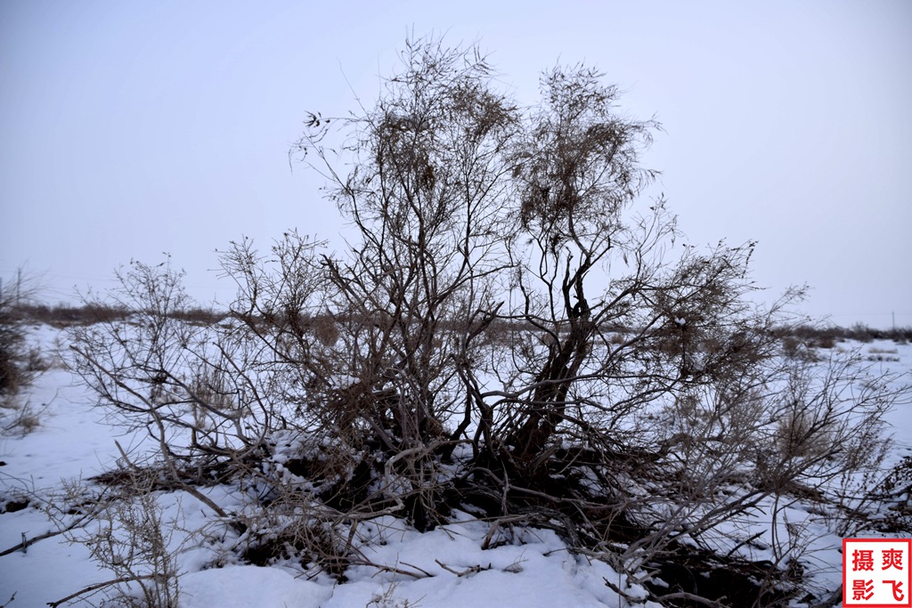 红柳缀雪傲寒冬11 摄影 爽飞