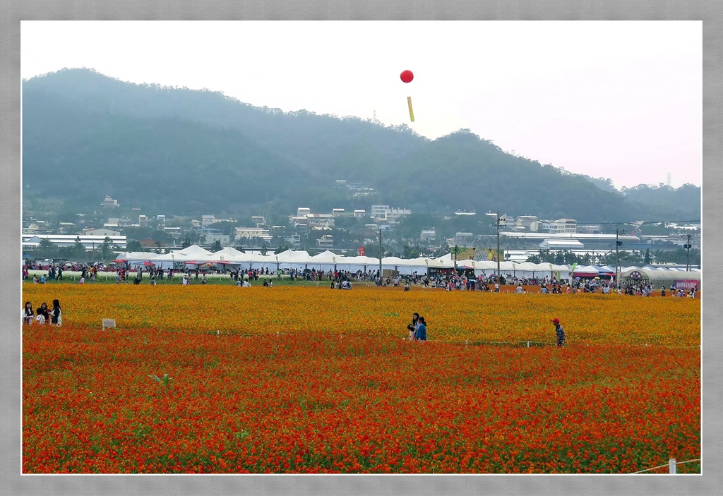 新社花海 摄影 丙戌八月