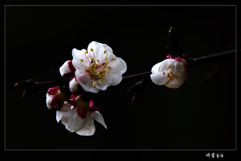 那些花儿_樱桃花开（一） 摄影 悠然听雪