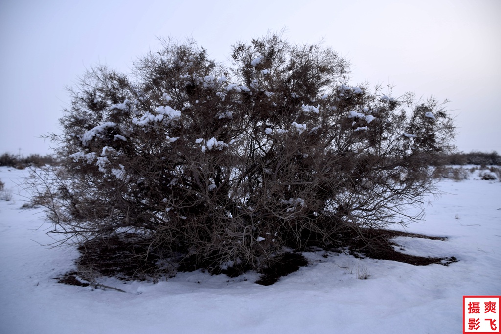 红柳缀雪傲寒冬12 摄影 爽飞