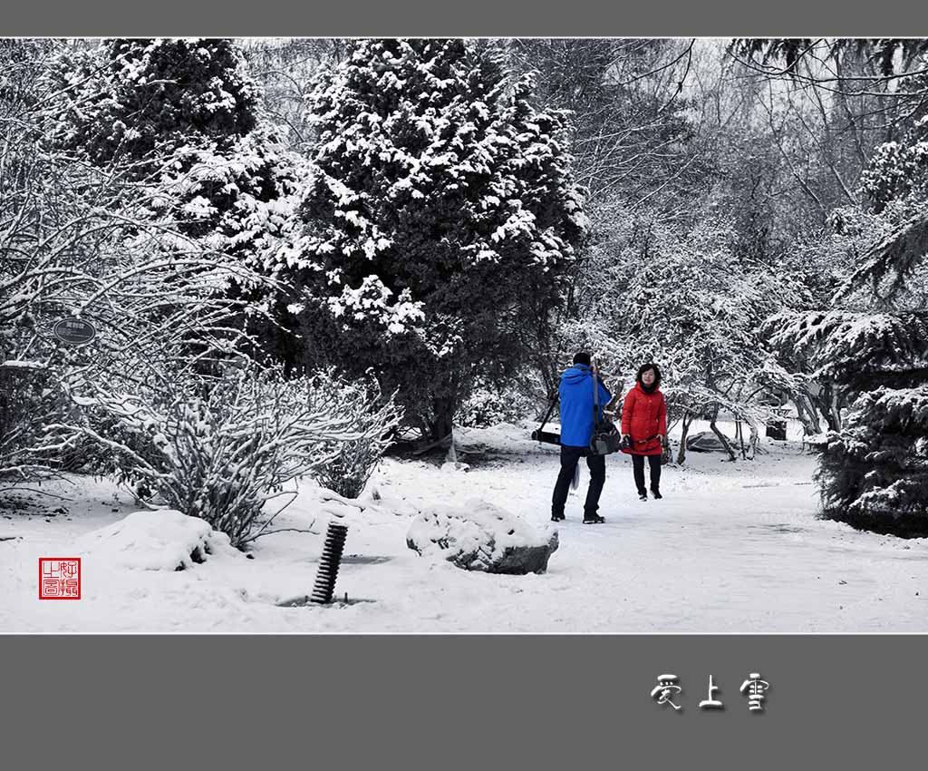 《爱上雪》 摄影 一路有你