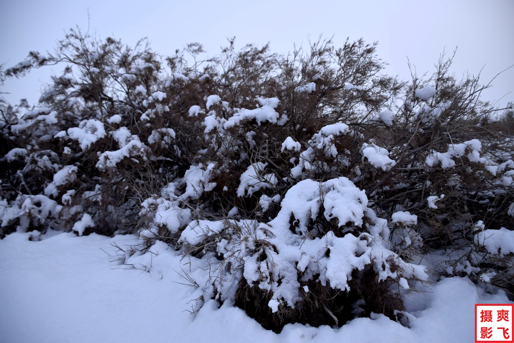 红柳缀雪傲寒冬15 摄影 爽飞