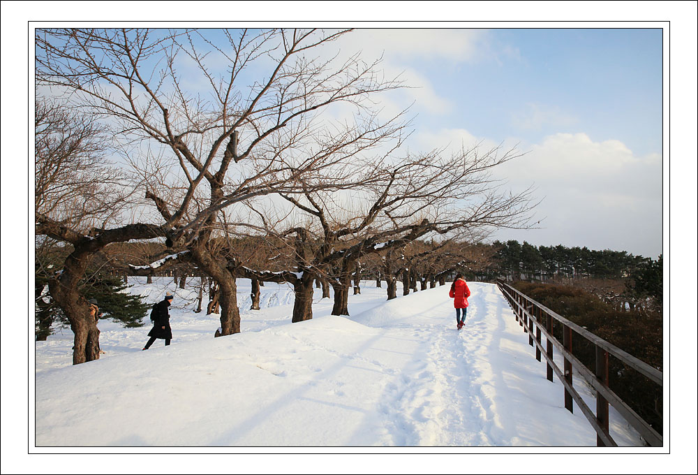 踏雪 摄影 与世无争