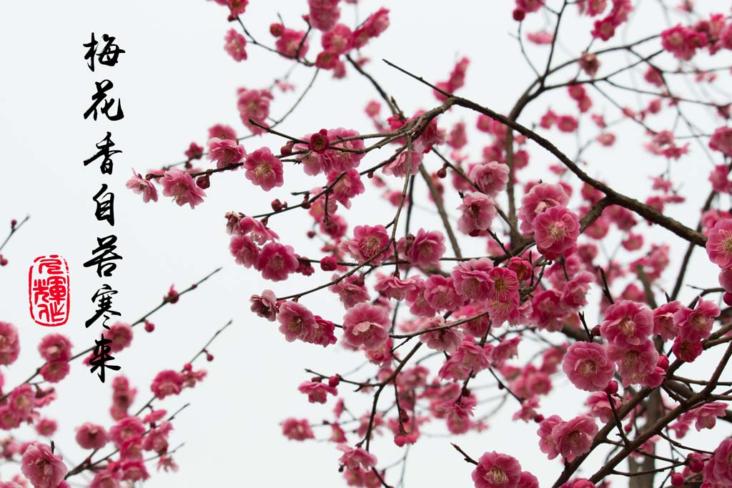 梅花香自苦寒来 摄影 阚久辉