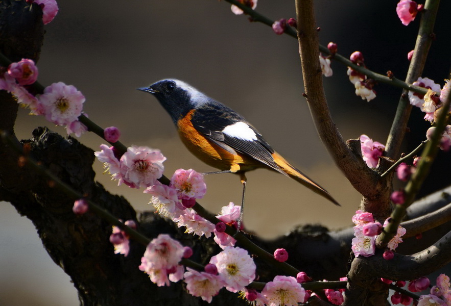 北红尾鸲 摄影 liuguorong