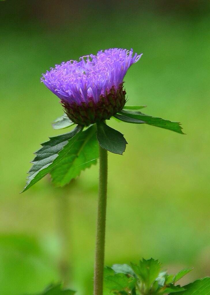 《紫菊》 摄影 达名