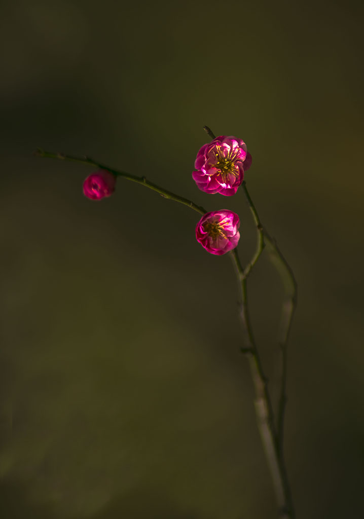 报春 摄影 lingsu