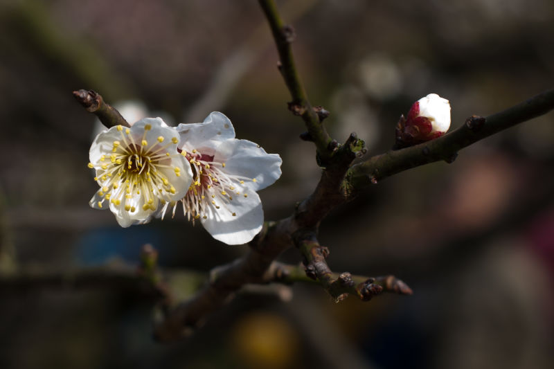 梅花 摄影 小红椒