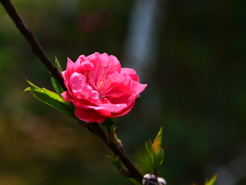 桃花1 摄影 九九加一