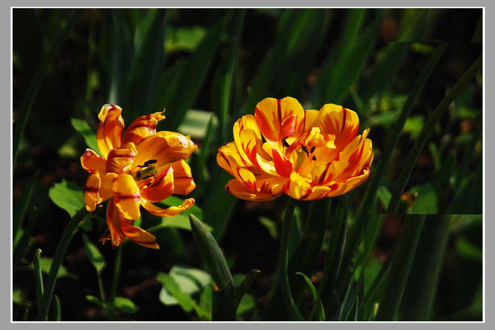 郁金香花 摄影 北京快乐兔