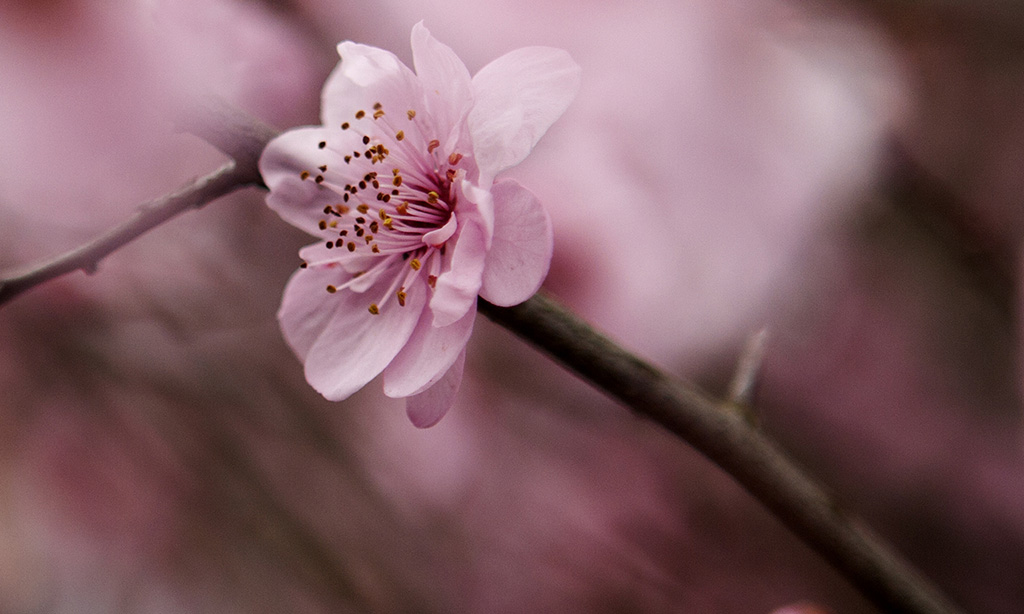 梅花 摄影 铂金贝贝