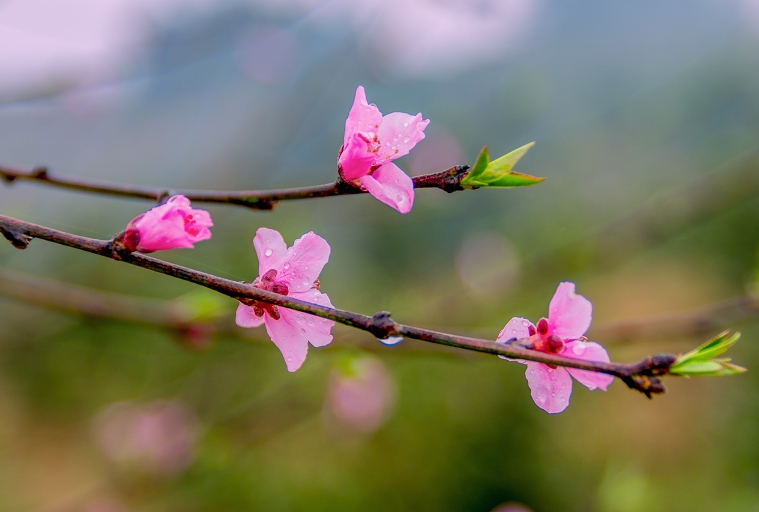 桃花 摄影 森山人