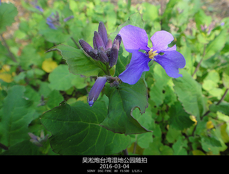 湿地小紫花 摄影 夜雨听蕉