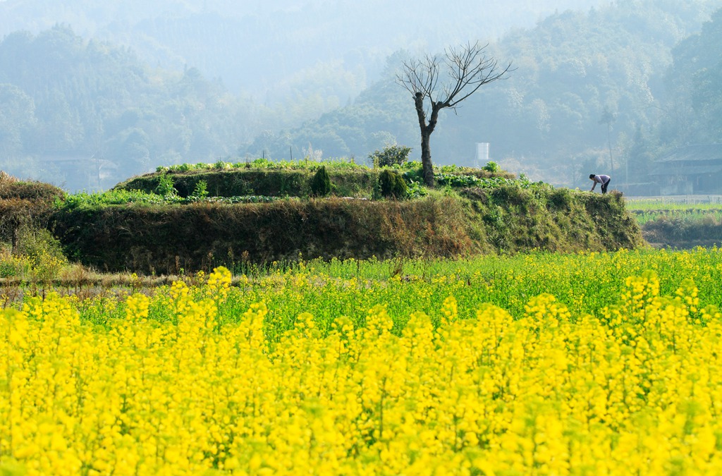 早春时节 摄影 青山绿水2