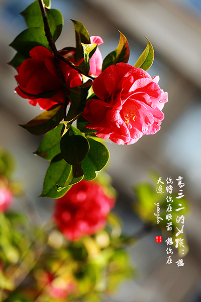 茶花 摄影 Swyouzhu