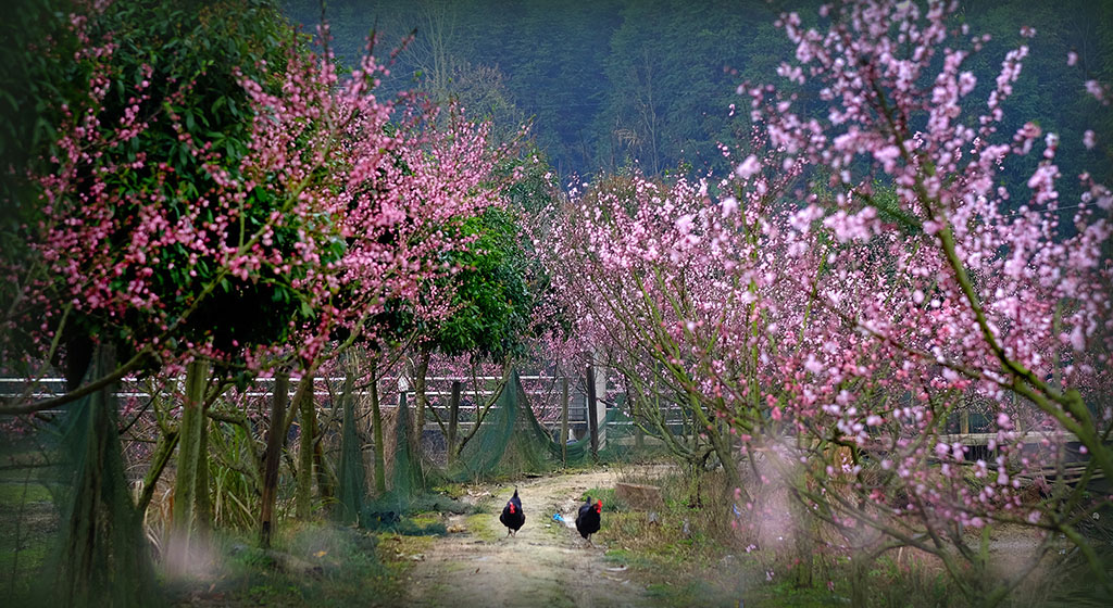 桃花满园春 摄影 幕阜山