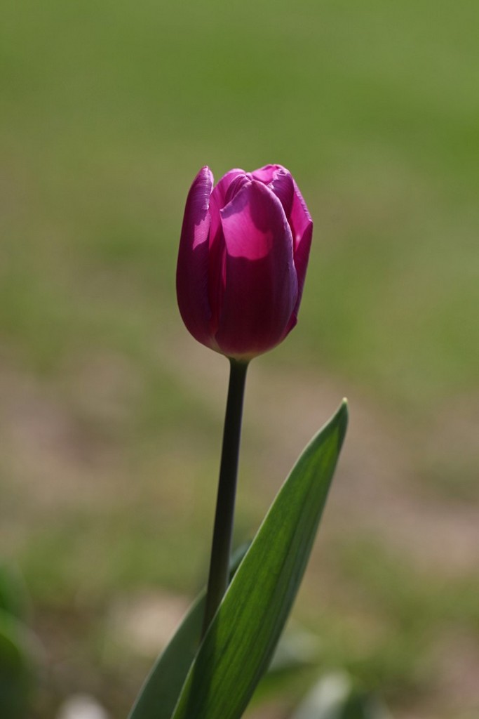 花 摄影 gao9400o