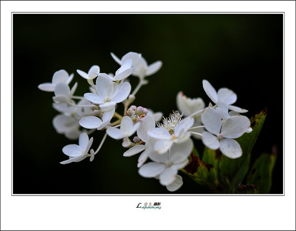 小花 摄影 雷泉