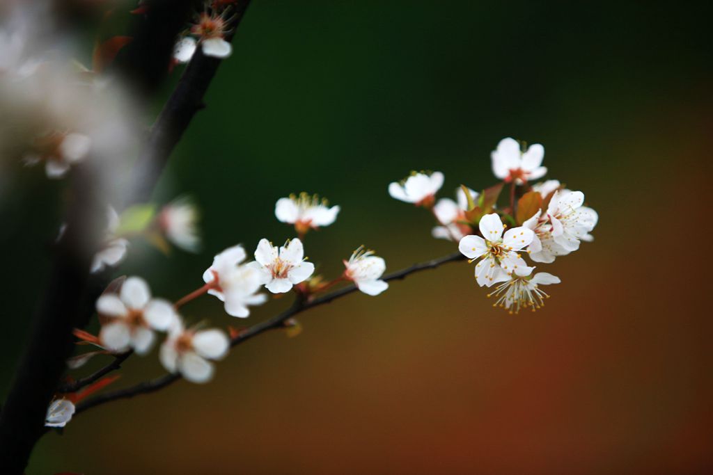 樱花绽放 摄影 夕阳吻柳