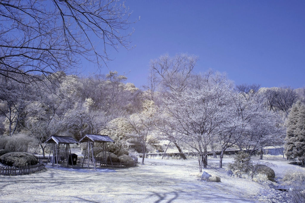 雪景？ 摄影 二泉印月