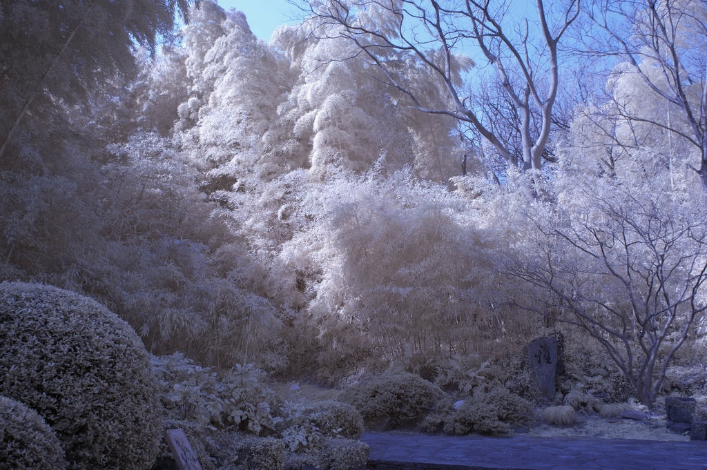 雪后竹林景--红外线摄影 摄影 二泉印月