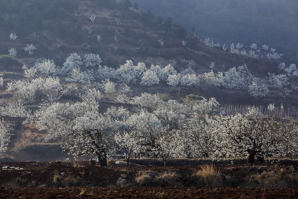 砌下梨花一堆雪 摄影 maergao