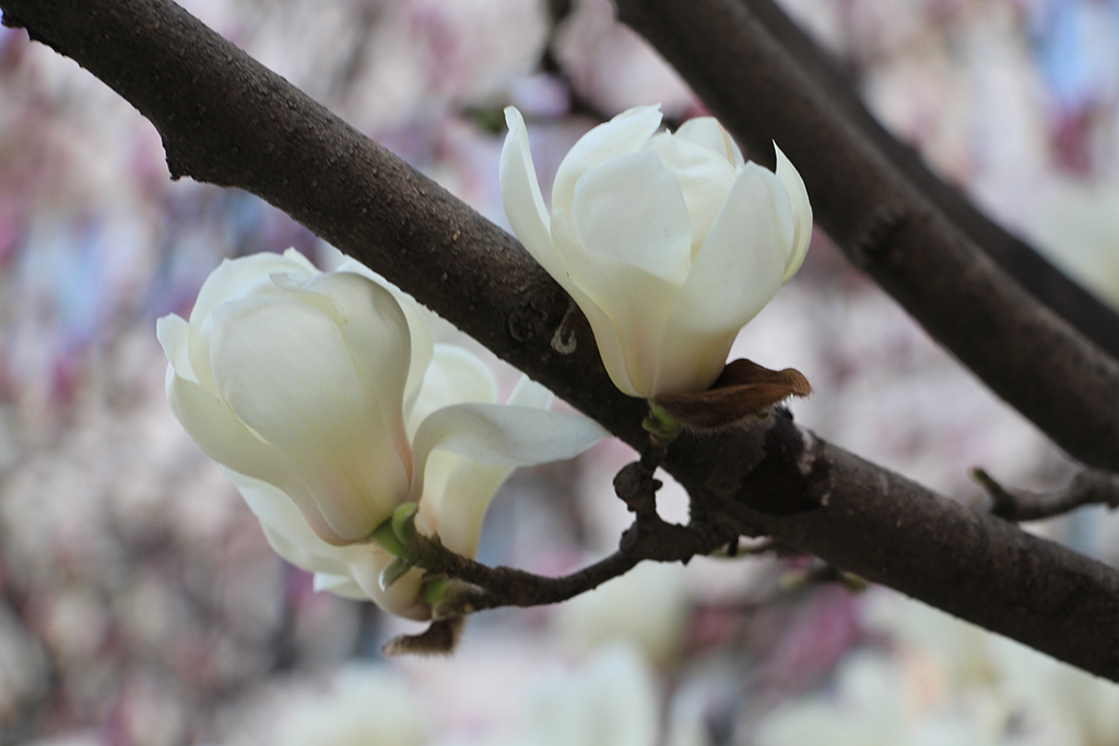 白玉兰花 摄影 春之祭