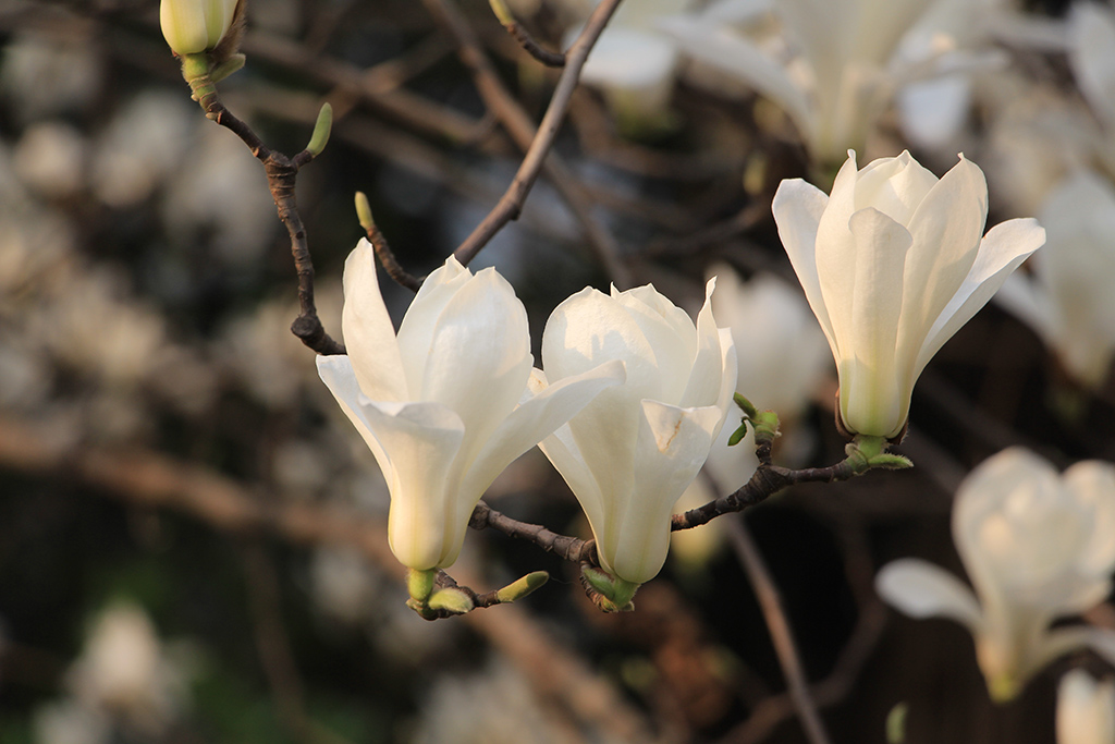 白玉兰花 摄影 春之祭