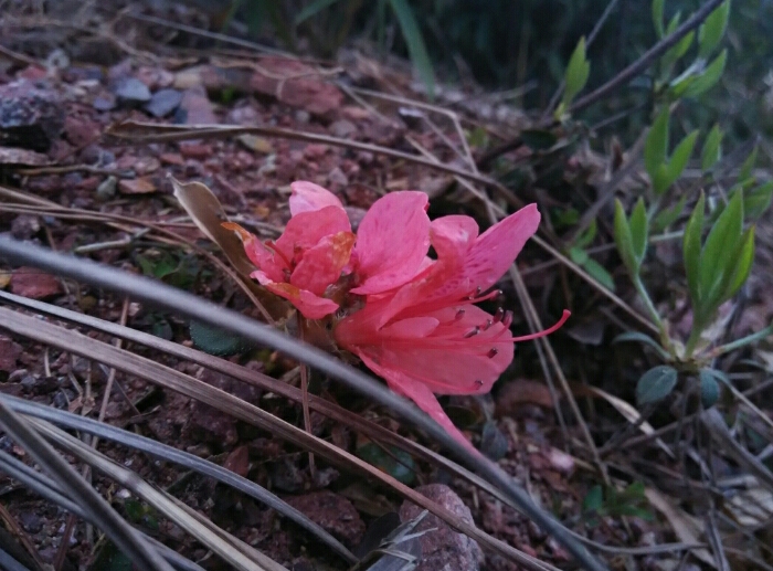 莫名花 摄影 ping1672