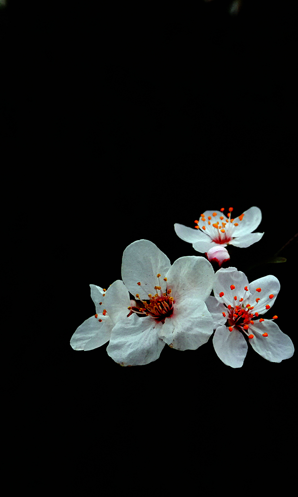 樱花 摄影 秦之风韵