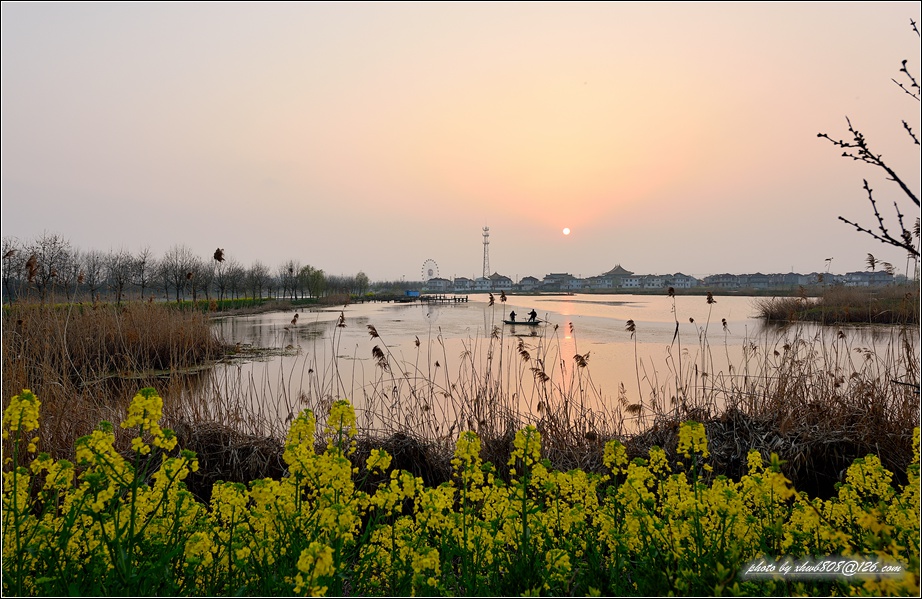 夕照黄花 摄影 出彩人生